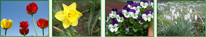 Narzissen, Hyazinthen, Stiefmütterchen, Mini Violen, Schneeglöckchen